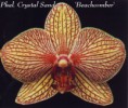 /album/phalaenopsis-hybridy/phal-crystal-sand-beachcomberjpg-jpg/